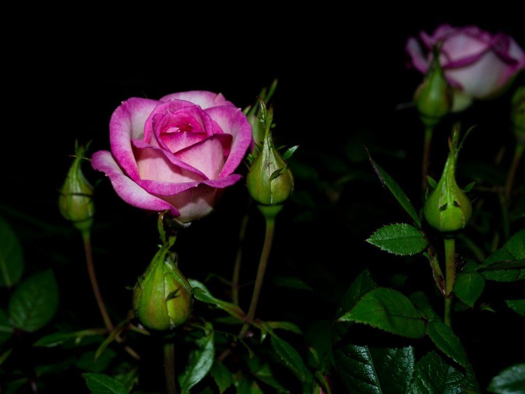 Rose - Fiori di Notte