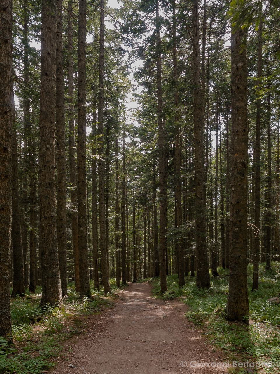 Foresta dell’Abetone – Percorrendo il sentiero CAI 00, Appennino Tosco-Emiliano