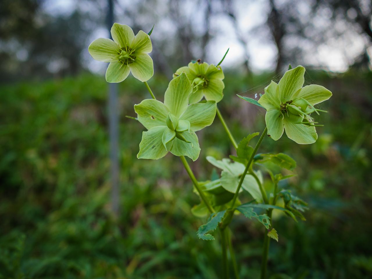 Elleboro verde (Helleborus viridis)