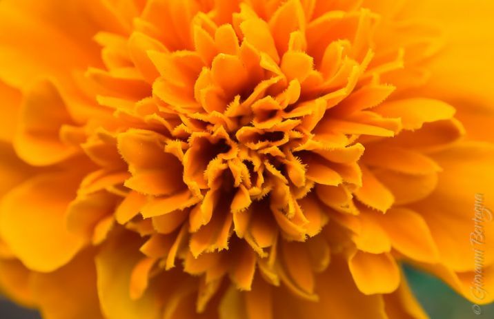 Tagetes: garofano indiano - Microstock