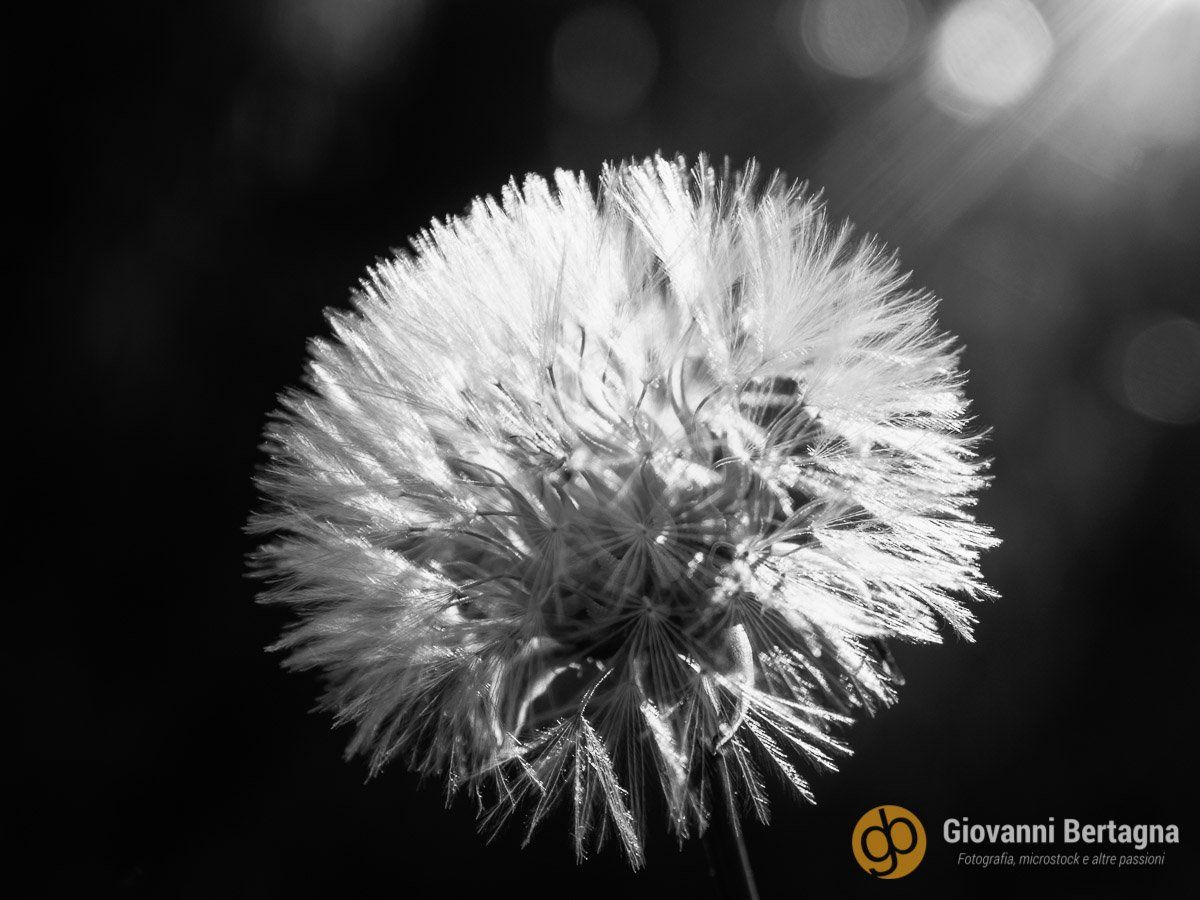 Tarassaco in controluce - Taraxacum