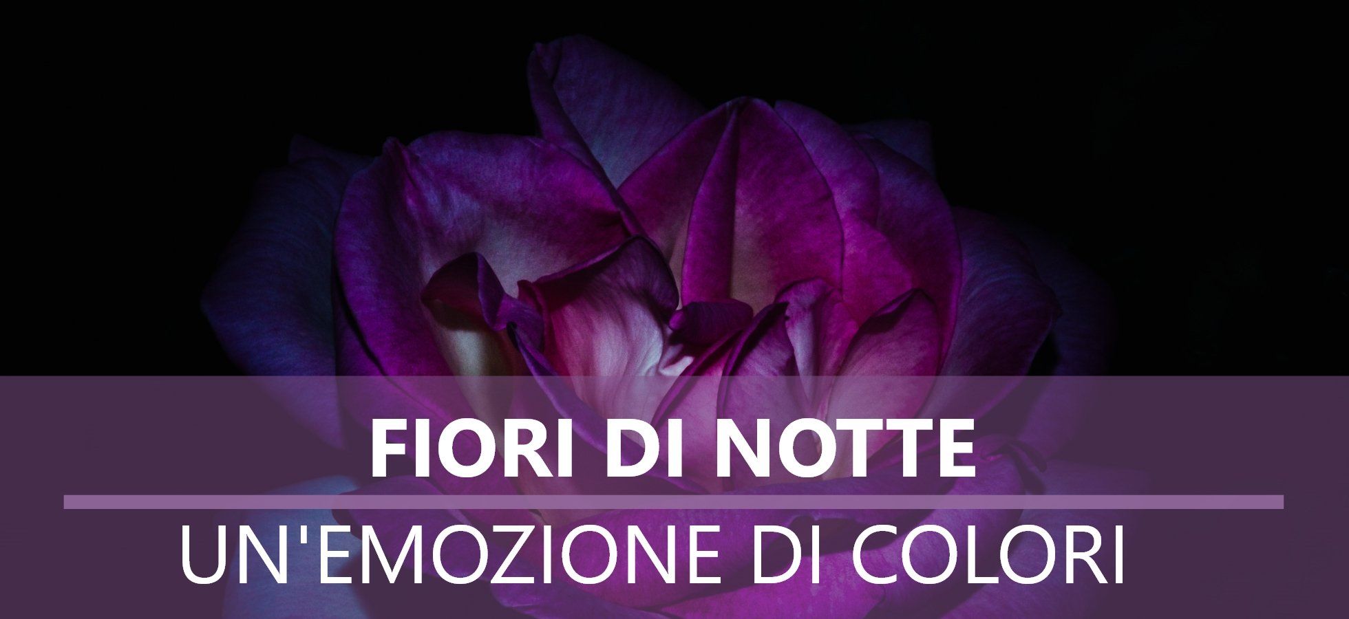 Fiori di Notte, un emozione di colori