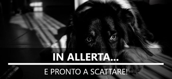 In allerta... e pronto a scattare - Il racconto di uno scatto (Australian Shepherd)