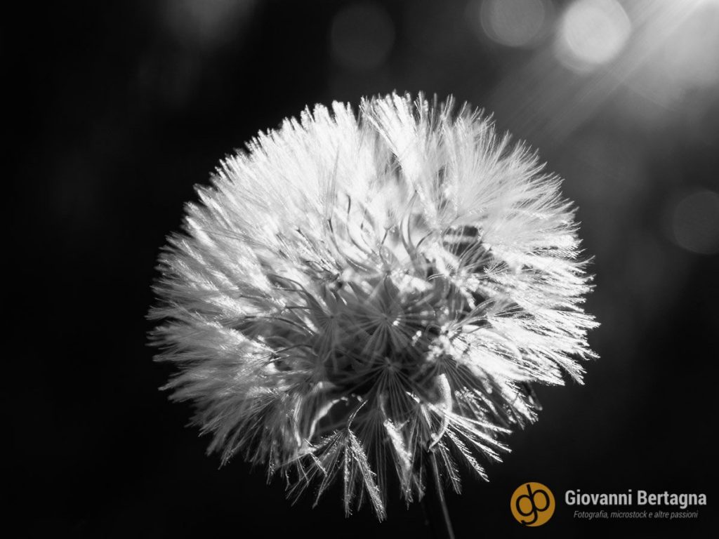 Dandelion - Taraxacum