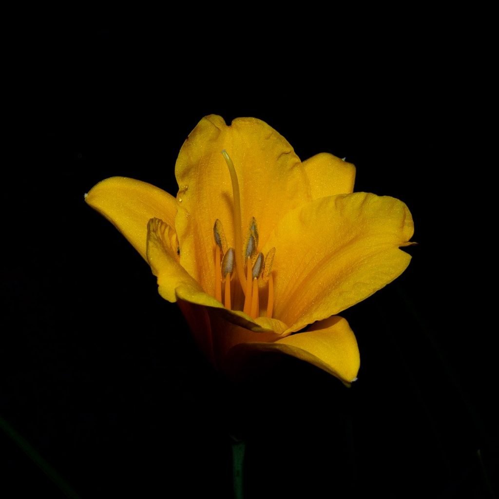 Giglio - Fiori di Notte